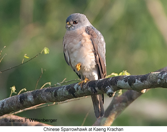 Chinese Sparrowhawk - © James F Wittenberger and Exotic Birding LLC