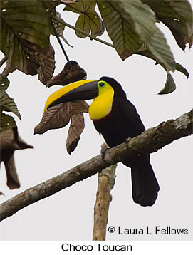 Choco Toucan - &copy; Laura L Fellows and Exotic Birding Tours