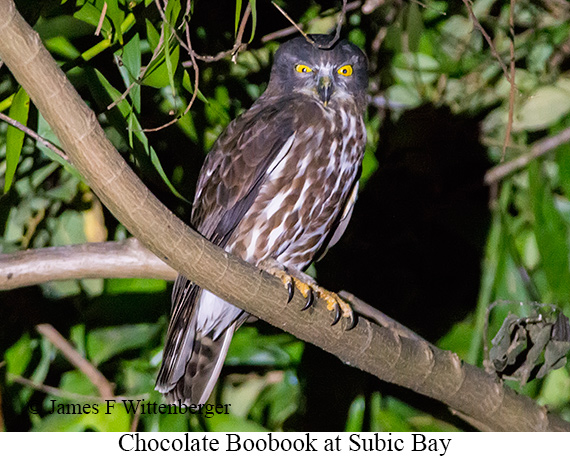 Chocolate Boobook - © James F Wittenberger and Exotic Birding LLC