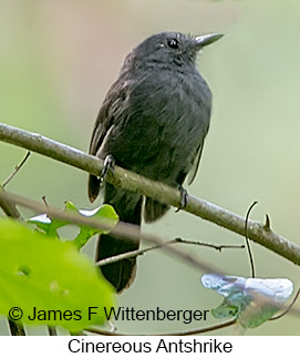 Cinereous Antshrike - © James F Wittenberger and Exotic Birding LLC