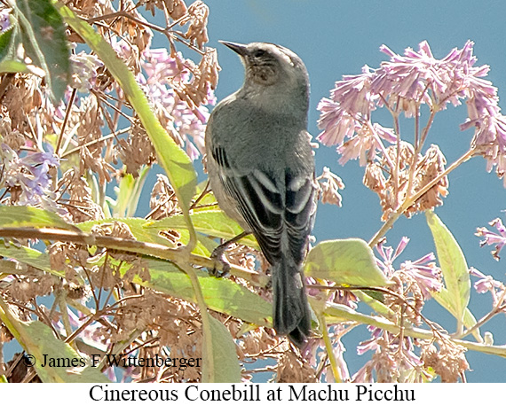 Cinereous Conebill - © James F Wittenberger and Exotic Birding LLC
