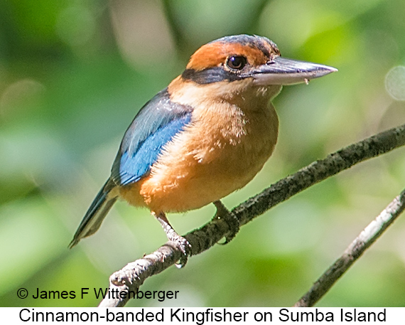 Cinnamon-banded Kingfisher - © James F Wittenberger and Exotic Birding LLC