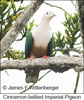 Cinnamon-bellied Imperial-Pigeon - © James F Wittenberger and Exotic Birding LLC