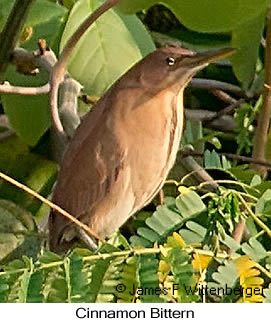 Cinnamon Bittern - © James F Wittenberger and Exotic Birding LLC