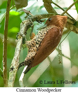 Cinnamon Woodpecker - © Laura L Fellows and Exotic Birding LLC