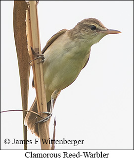Clamorous Reed Warbler - © James F Wittenberger and Exotic Birding LLC