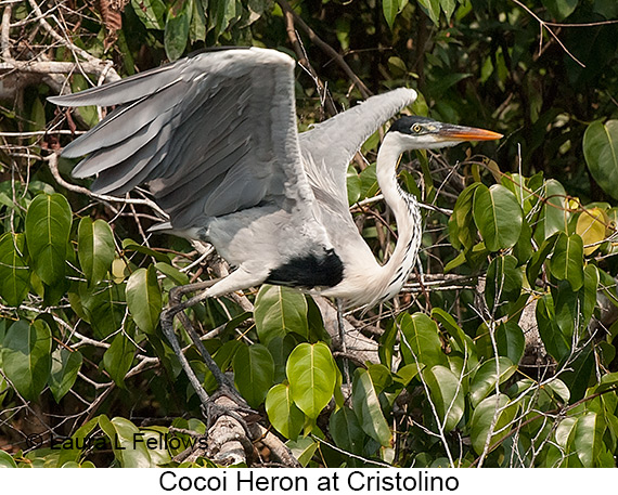 Cocoi Heron - © James F Wittenberger and Exotic Birding LLC