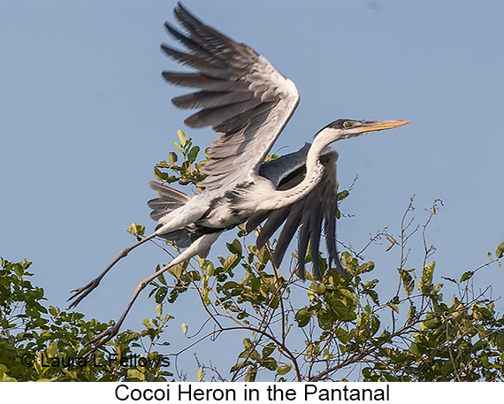 Cocoi Heron - © Laura L Fellows and Exotic Birding LLC