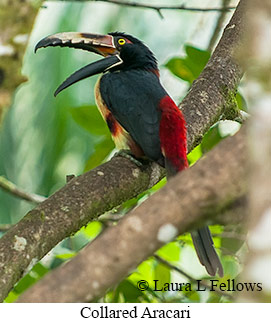 Collared Aracari - © Laura L Fellows and Exotic Birding LLC