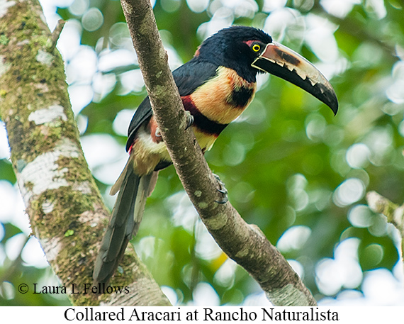 Collared Aracari - © Laura L Fellows and Exotic Birding LLC