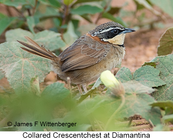 Collared Crescentchest - © James F Wittenberger and Exotic Birding LLC