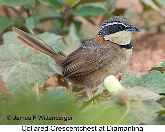 Collared Crescentchest - © James F Wittenberger and Exotic Birding LLC