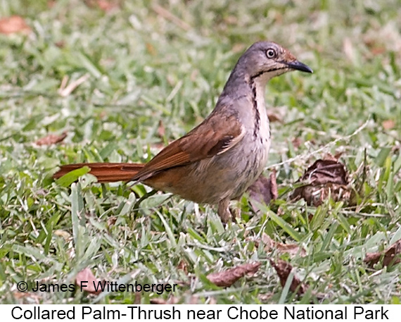 Collared Palm-Thrush - © James F Wittenberger and Exotic Birding LLC
