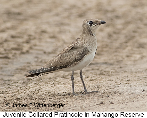 Collared Pratincole - © James F Wittenberger and Exotic Birding LLC