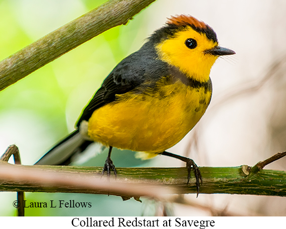 Collared Redstart - © James F Wittenberger and Exotic Birding LLC