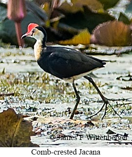 Comb-crested Jacana - © James F Wittenberger and Exotic Birding LLC