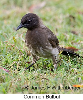 Common Bulbul - © James F Wittenberger and Exotic Birding LLC