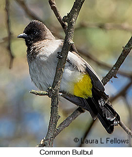 Common Bulbul - © Laura L Fellows and Exotic Birding LLC