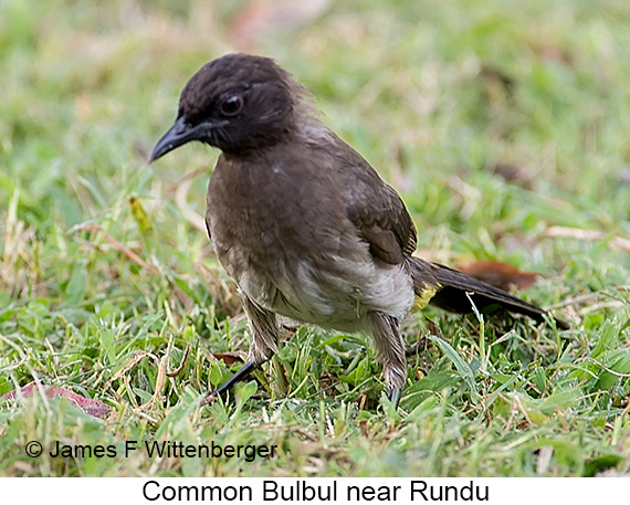 Common Bulbul - © Laura L Fellows and Exotic Birding LLC