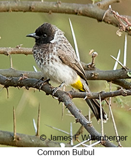 Common Bulbul - © James F Wittenberger and Exotic Birding LLC