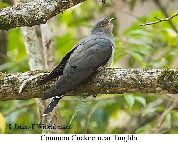 Common Cuckoo - © James F Wittenberger and Exotic Birding LLC