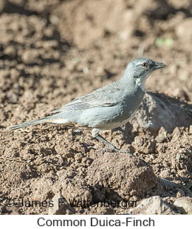 Common Diuca-Finch - © James F Wittenberger and Exotic Birding LLC