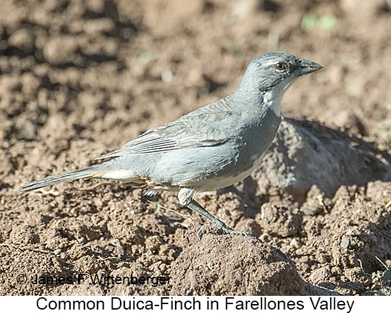 Common Diuca-Finch - © James F Wittenberger and Exotic Birding LLC