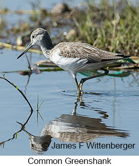 Common Greenshank - © James F Wittenberger and Exotic Birding LLC