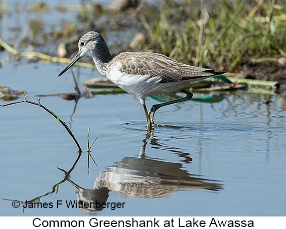 Common Greenshank - © James F Wittenberger and Exotic Birding LLC