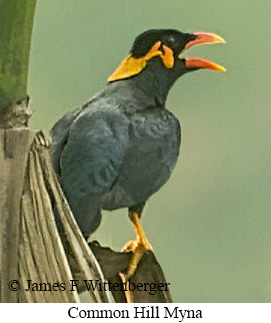 Common Hill Myna - © James F Wittenberger and Exotic Birding LLC