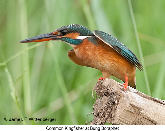 Common Kingfisher - © James F Wittenberger and Exotic Birding LLC