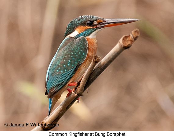Common Kingfisher - © James F Wittenberger and Exotic Birding LLC