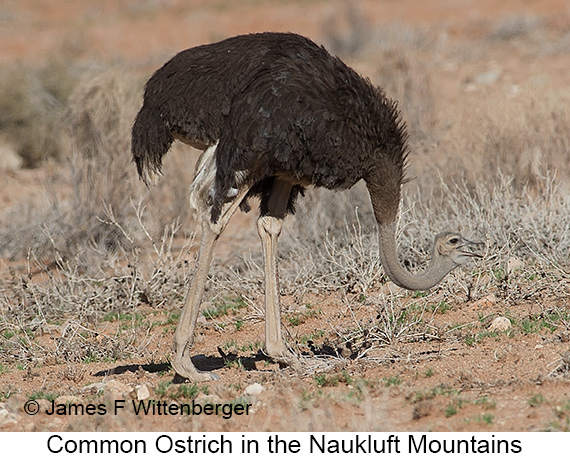 Common Ostrich - © James F Wittenberger and Exotic Birding LLC