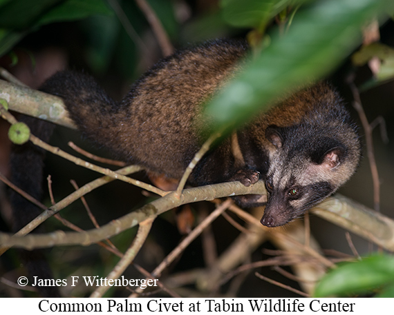 Common-palm Civet - © James F Wittenberger and Exotic Birding LLC