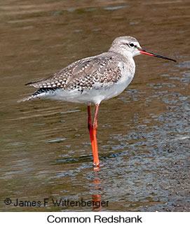 Common Redshank - © James F Wittenberger and Exotic Birding LLC