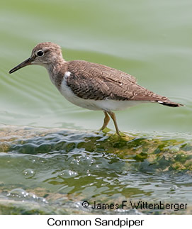 Common Sandpiper - © James F Wittenberger and Exotic Birding LLC