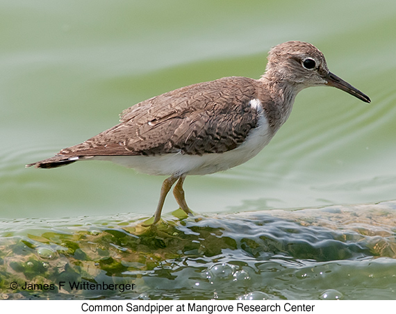 Common Sandpiper - © James F Wittenberger and Exotic Birding LLC
