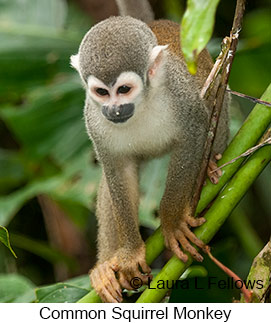 Common Squirrel Monkey - © Laura L Fellows and Exotic Birding LLC