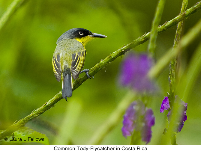 Common Tody-Flycatcher in Costa Rica - &copy; L.aura L Fellows and Exotic Birding tours