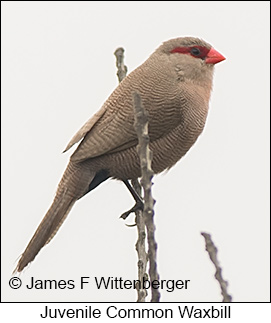 Common Waxbill - © James F Wittenberger and Exotic Birding LLC