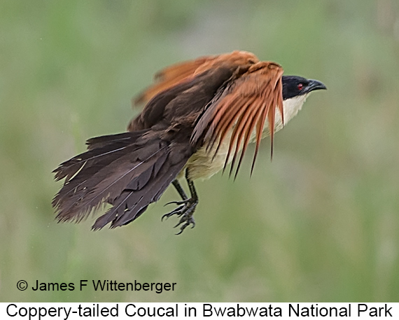 Coppery-tailed Coucal - © James F Wittenberger and Exotic Birding LLC