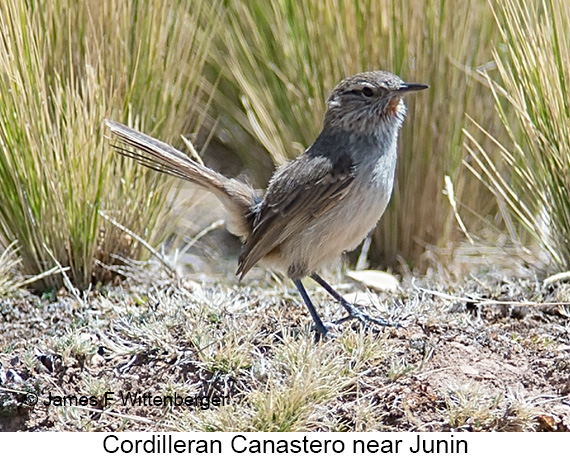 Cordilleran Canastero - © James F Wittenberger and Exotic Birding LLC