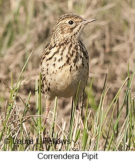 Correndera Pipit - © Laura L Fellows and Exotic Birding LLC