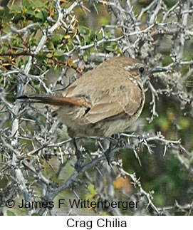 Crag Chilia - © James F Wittenberger and Exotic Birding LLC