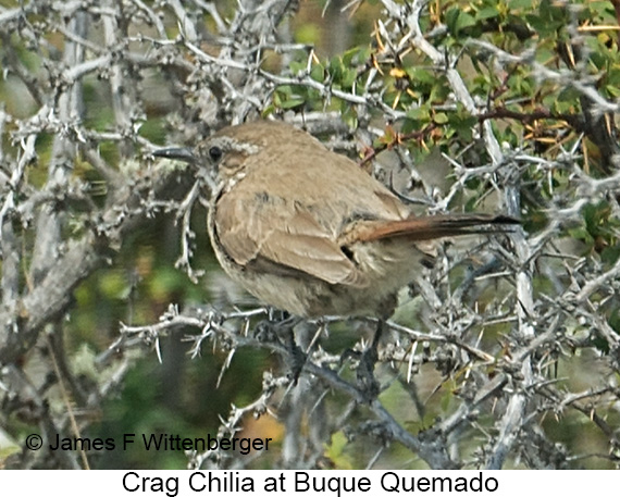 Crag Chilia - © James F Wittenberger and Exotic Birding LLC