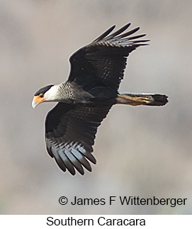 Crested Caracara - © James F Wittenberger and Exotic Birding LLC