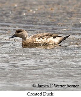 Crested Duck - © James F Wittenberger and Exotic Birding LLC