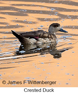 Crested Duck - © James F Wittenberger and Exotic Birding LLC