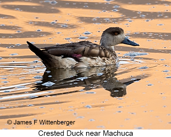 Crested Duck - © James F Wittenberger and Exotic Birding LLC