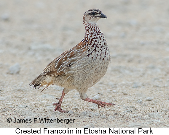 Crested Francolin - © James F Wittenberger and Exotic Birding LLC